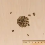 Potagères - Pastèque Sugar Baby - MEDIA_3D